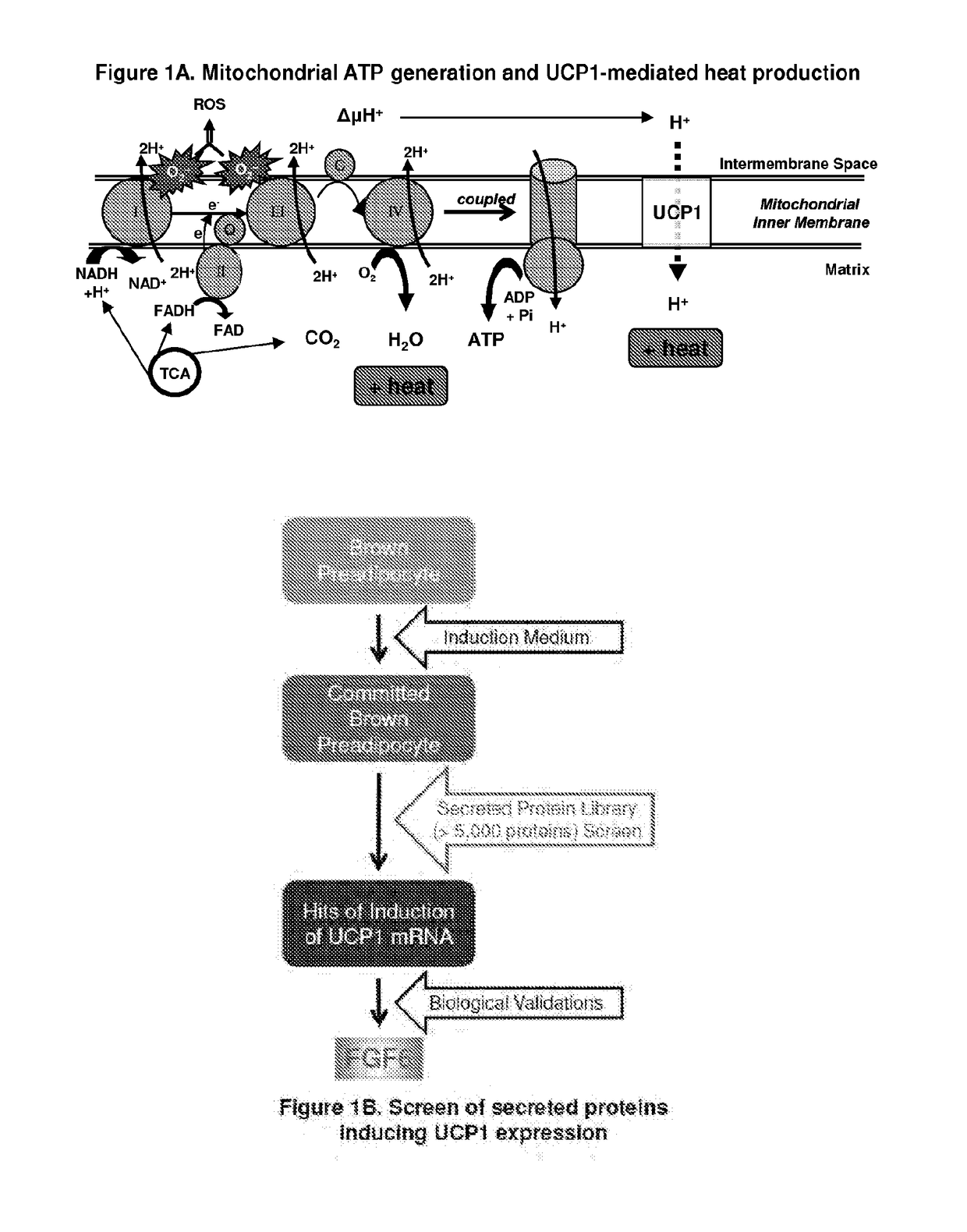 Methods and compositions for induction of ucp1 expression