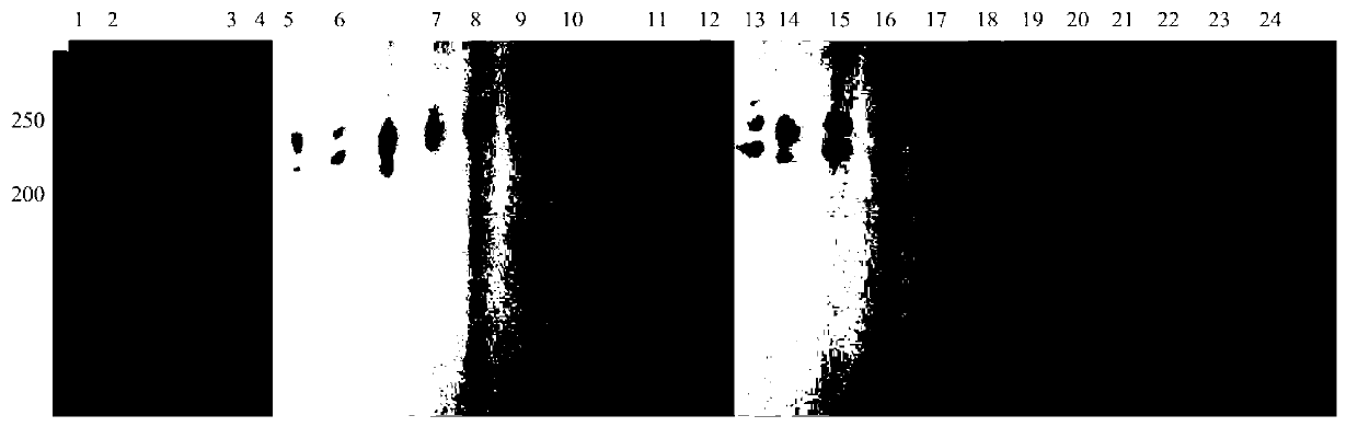 Radix polygonati officinalis microsatellite DNA (deoxyribonucleic acid) molecular marker