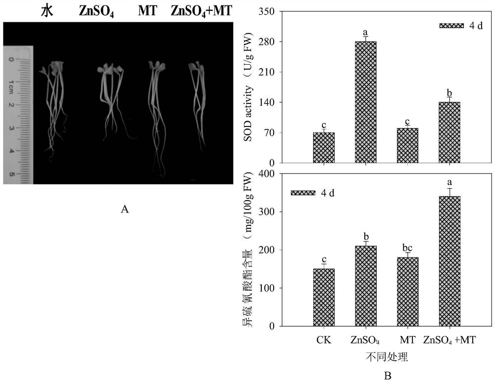 A production method for enriching isothiocyanate content in Brassica sprouts and improving yield