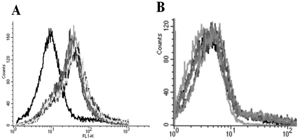 DNA (Deoxyribose Nucleic Acid) aptamer for detecting grouper iridovirus infection, as well as screening method and application of DNA aptamer