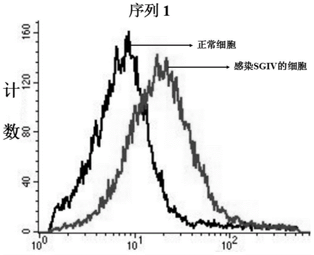 DNA (Deoxyribose Nucleic Acid) aptamer for detecting grouper iridovirus infection, as well as screening method and application of DNA aptamer