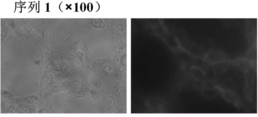 DNA (Deoxyribose Nucleic Acid) aptamer for detecting grouper iridovirus infection, as well as screening method and application of DNA aptamer