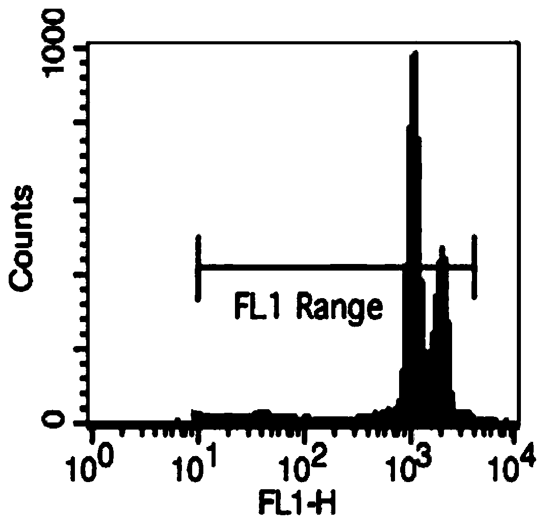 In-vitro micronucleus detection method for genetic toxicity of water outlet of drinking water disinfection process