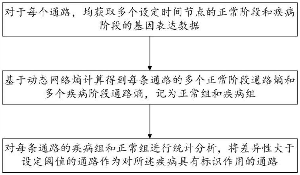 Biomarker identification method and system based on dynamic network entropy