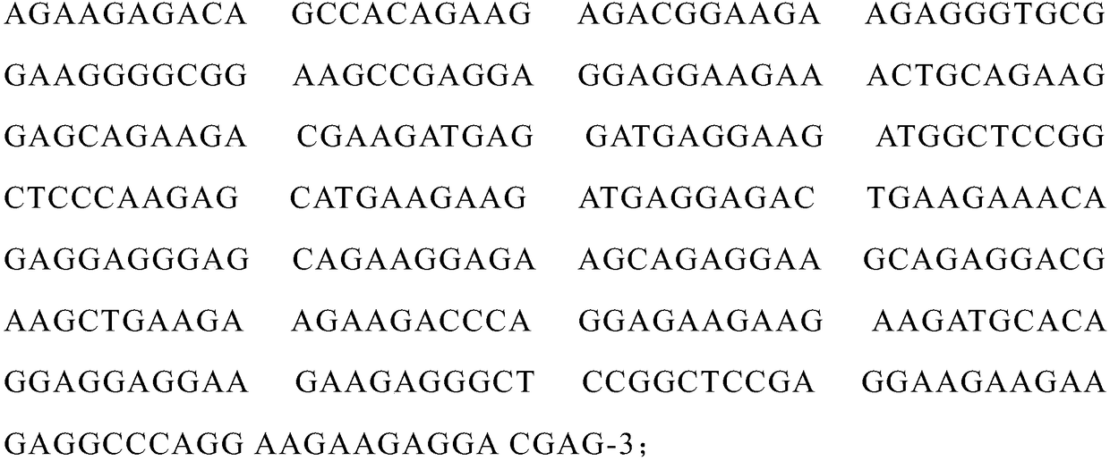 Anionic polypeptide carboxylated biological nano magnetic bead and preparation method thereof