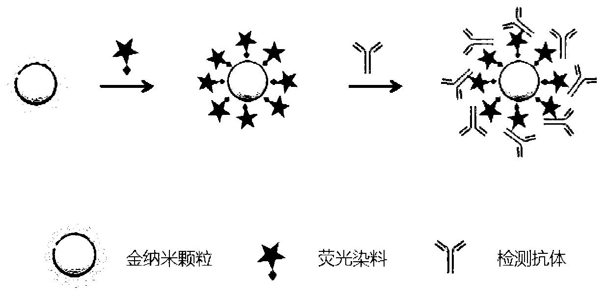 Bio-functionalized gold nano fluorescent probe and preparation method thereof