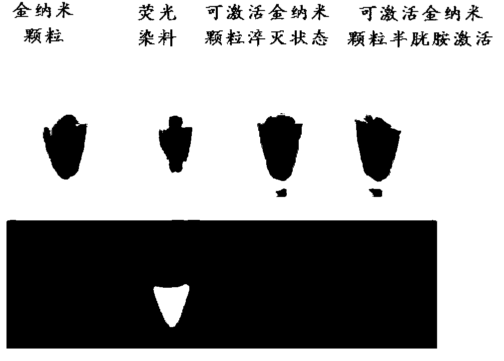 Bio-functionalized gold nano fluorescent probe and preparation method thereof