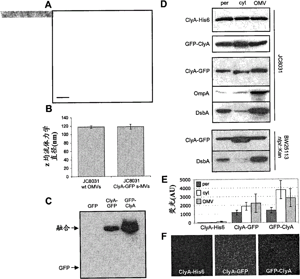 Compositions and methods for protein display on the surface of bacteria and vesicles derived therefrom and uses thereof