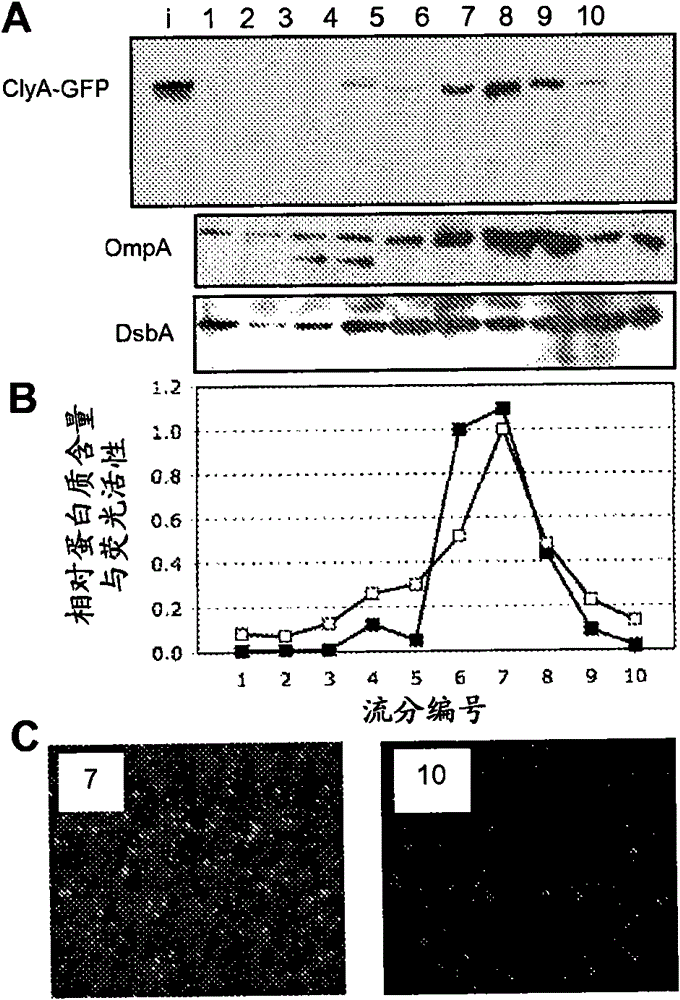 Compositions and methods for protein display on the surface of bacteria and vesicles derived therefrom and uses thereof