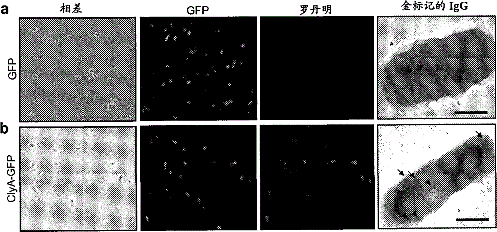 Compositions and methods for protein display on the surface of bacteria and vesicles derived therefrom and uses thereof