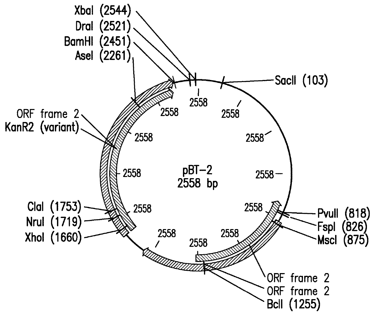 Therapeutic treatment of skin disease with recombinant commensal skin microorganisms