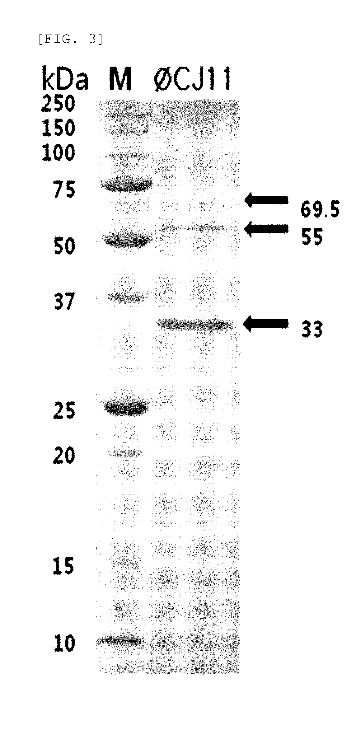 Bacteriophage and antibacterial composition comprising the same