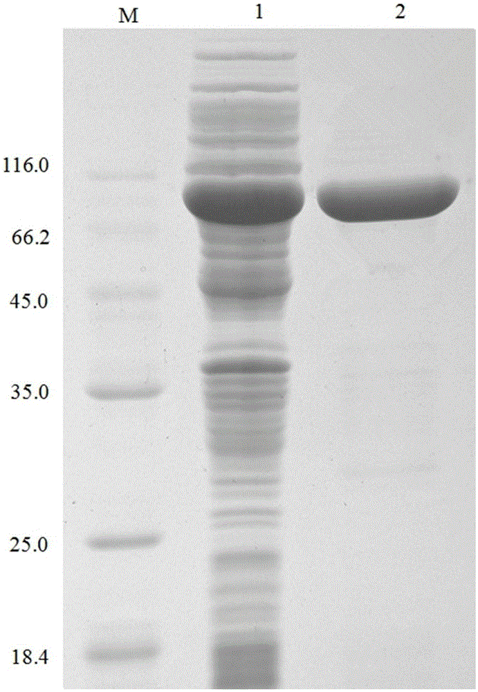 High-xylose-tolerance difunctional hemicellulolytic enzyme and encoding gene and preparation method thereof