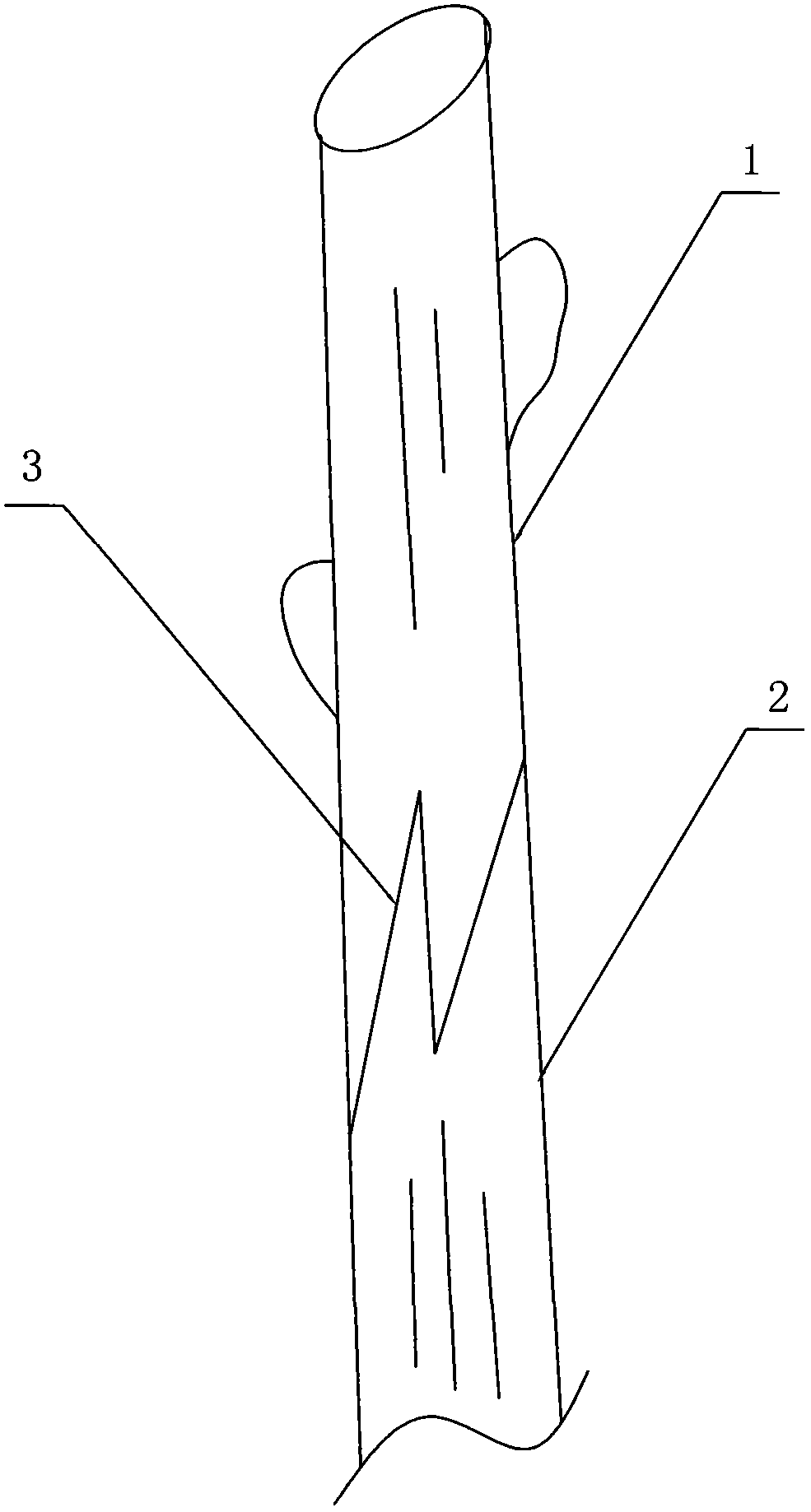 Thin-shell walnut double-tongue grafting technology