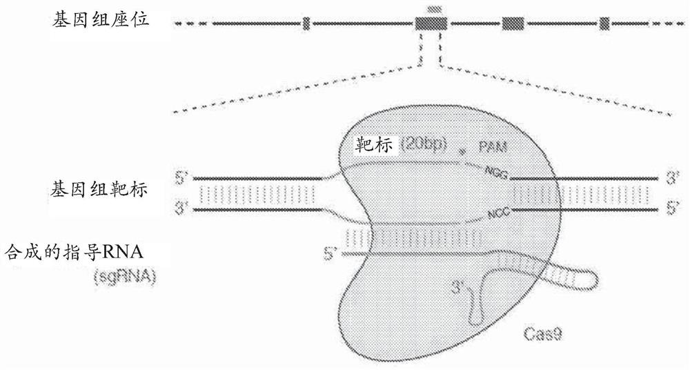 Delivery and use of crispr-cas systems, vectors and compositions for liver targeting and therapy