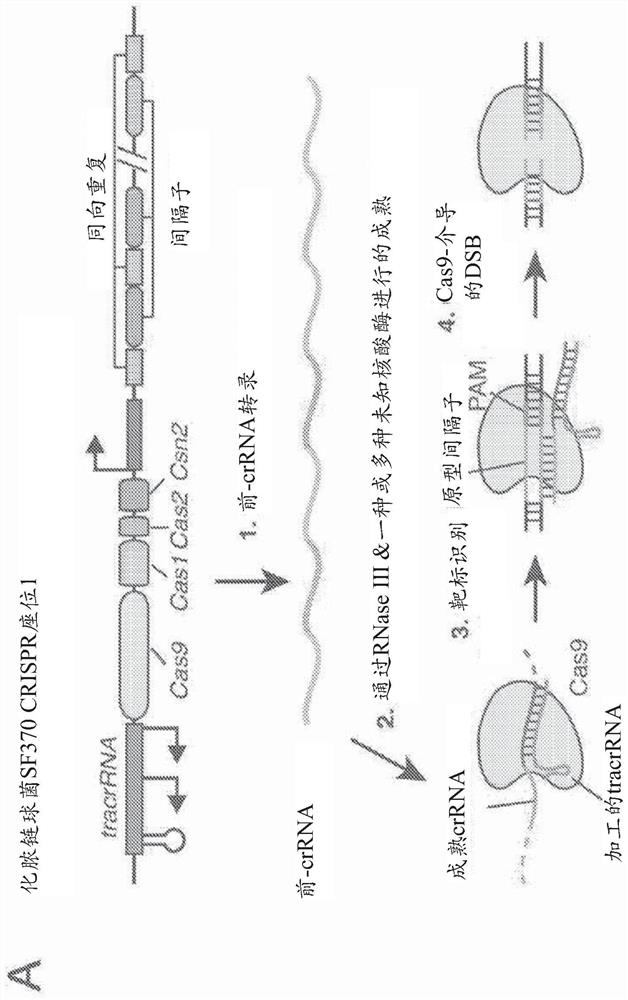 Delivery and use of crispr-cas systems, vectors and compositions for liver targeting and therapy