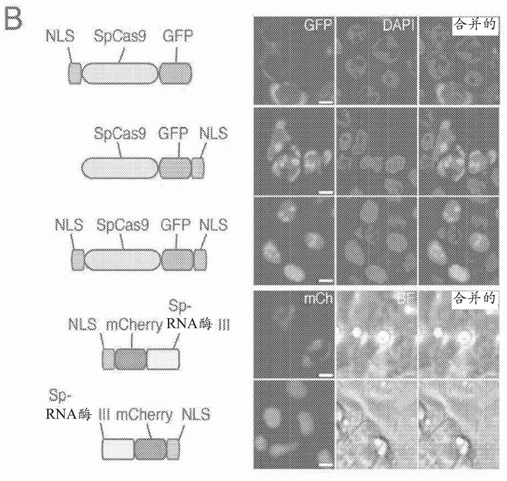 Delivery and use of crispr-cas systems, vectors and compositions for liver targeting and therapy