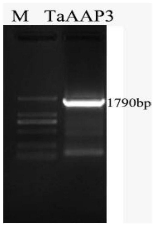 Wheat salt-tolerant gene TaAAP3 and application thereof