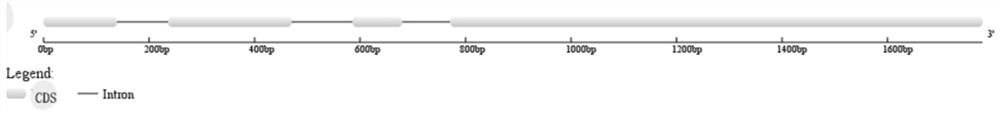 Wheat salt-tolerant gene TaAAP3 and application thereof