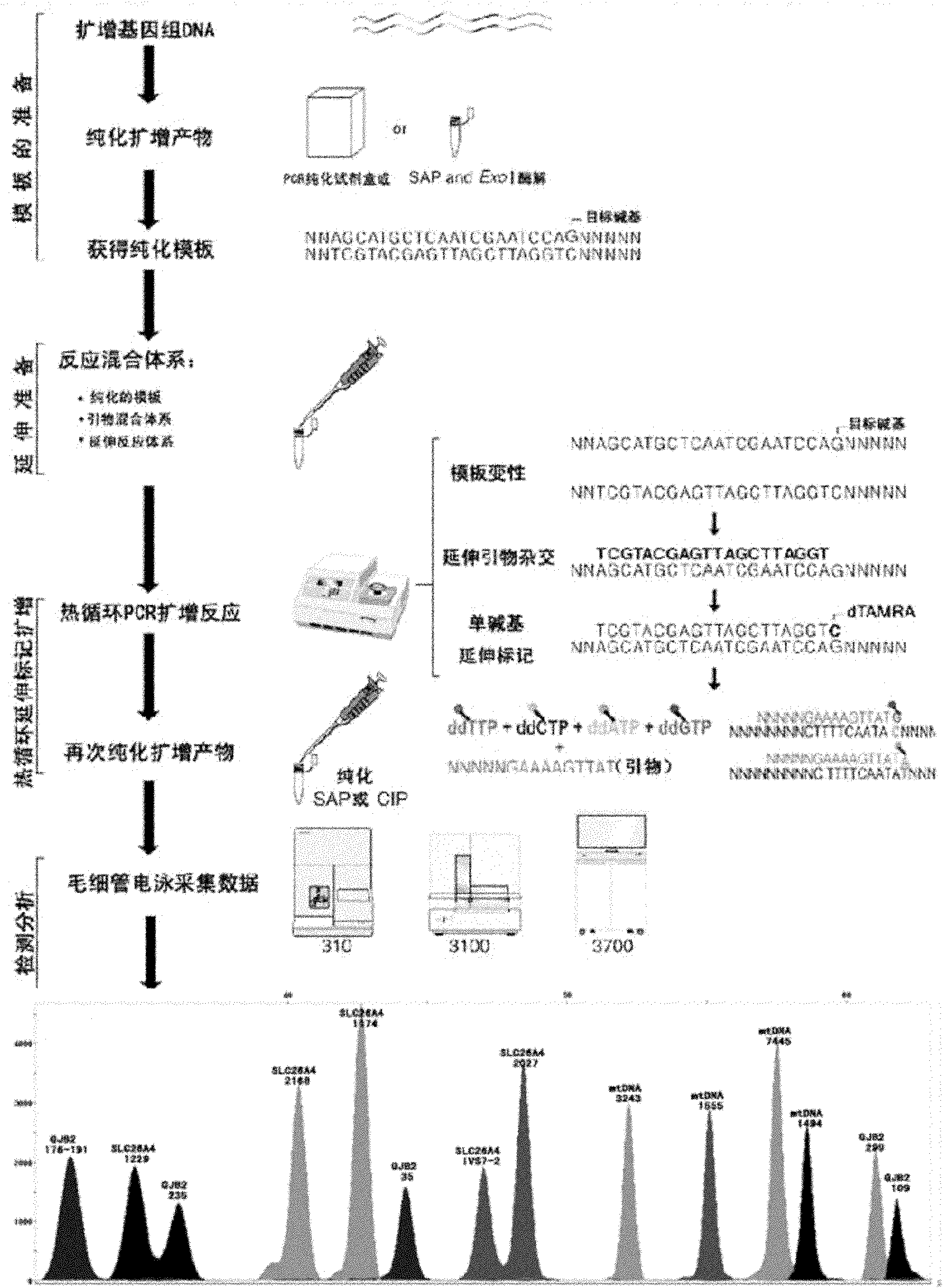 Kit for screening deaf gene of Chinese populations, and use method thereof