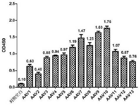 Separation and purification method of adeno-associated virus