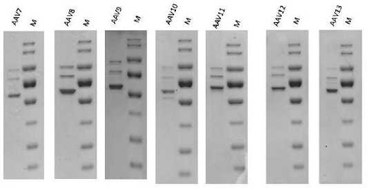 Separation and purification method of adeno-associated virus