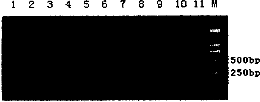 Detecting gene of bacillus anthracis anticarbendazol and its reagent box