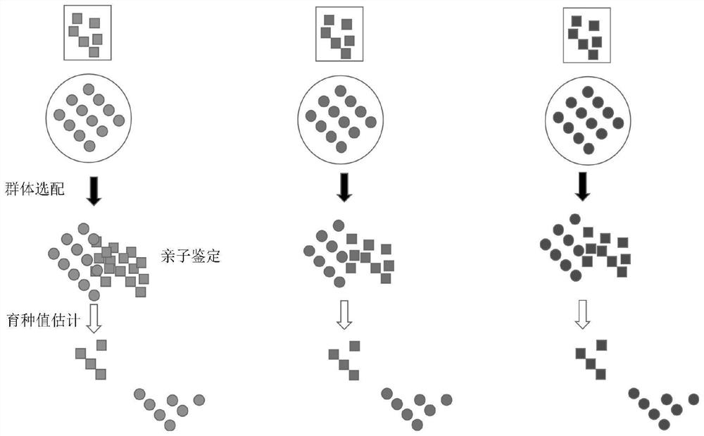 A kind of group breeding method of mutton sheep