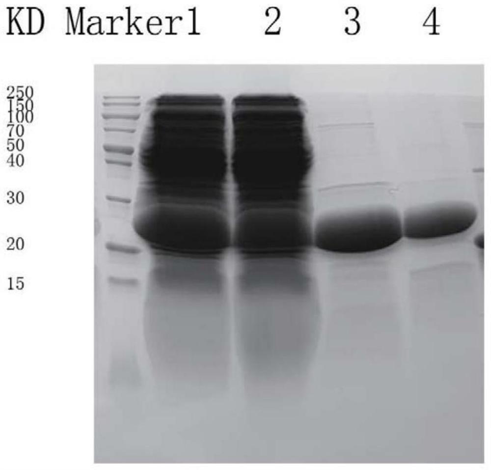 A kind of preparation method of mycobacterium tuberculosis immunogenic protein esat6