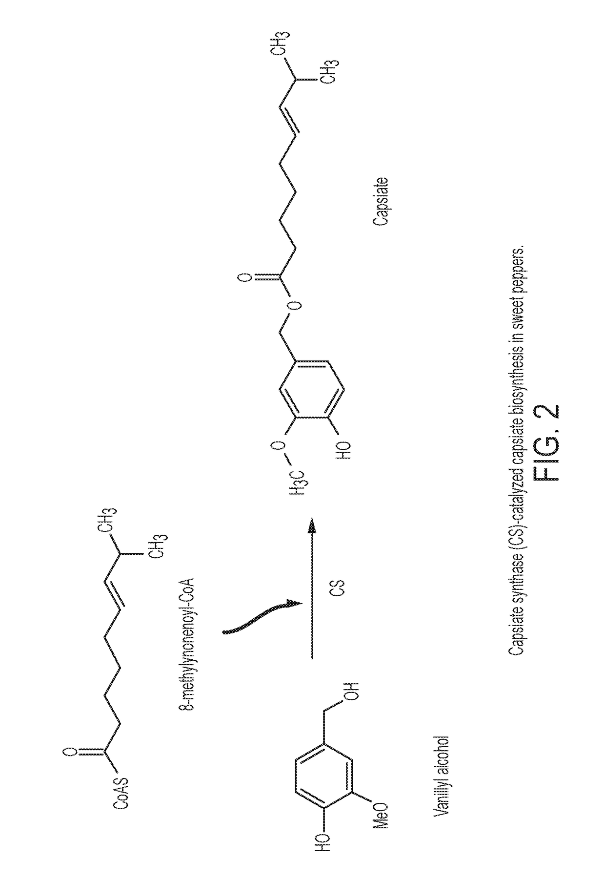 Methods of making capsinoids by biosynthetic processes