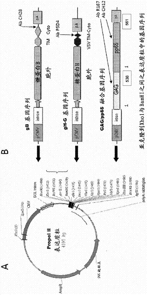 Compositions and methods for treatment of cytomegalovirus