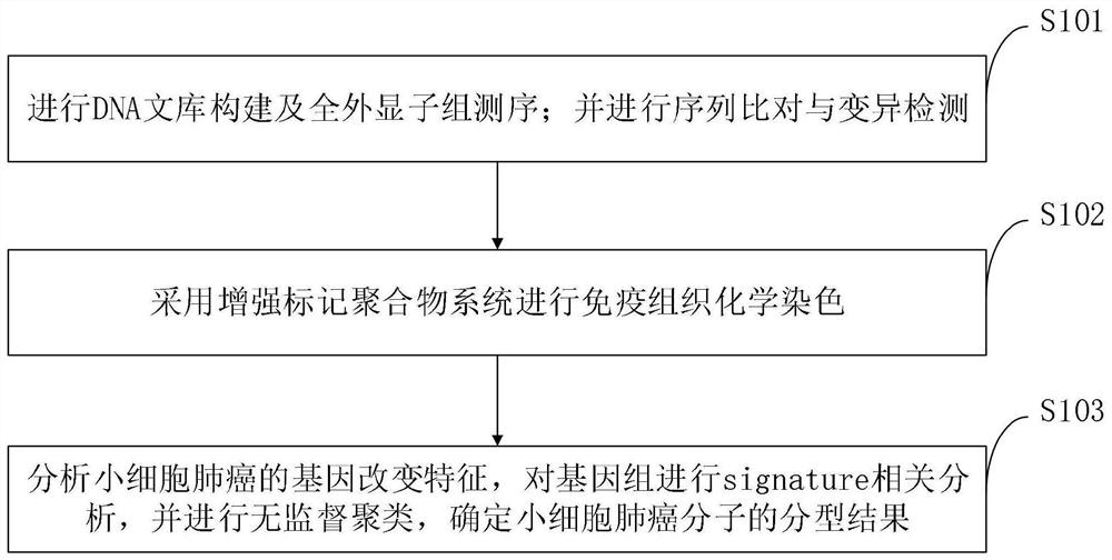 Mutation characteristic-based determination method for small cell lung cancer molecular typing and application