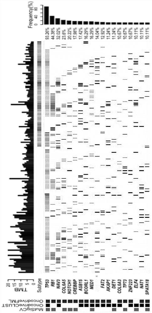 Mutation characteristic-based determination method for small cell lung cancer molecular typing and application