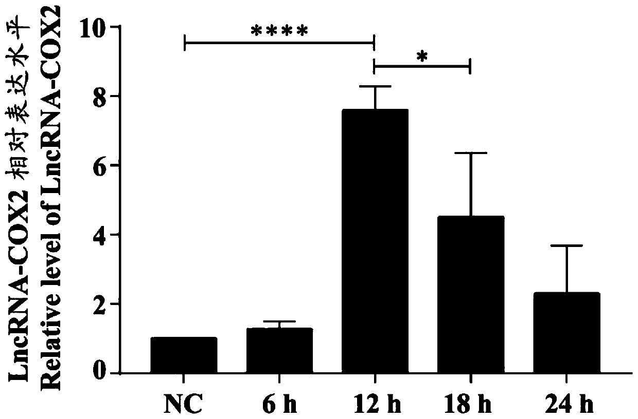 Preparation and application of LncRNA-COX2 small interfering RNA