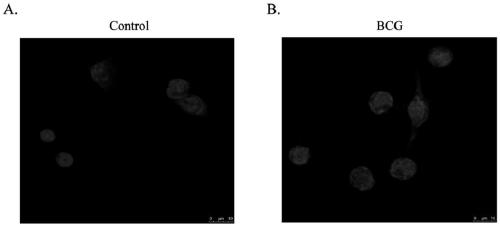 Preparation and application of LncRNA-COX2 small interfering RNA