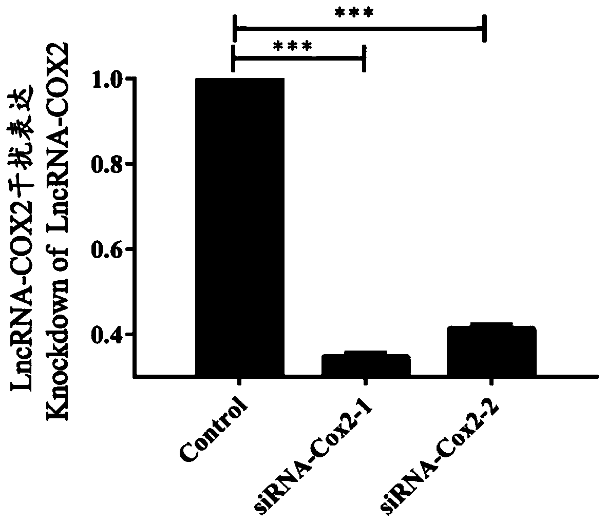 Preparation and application of LncRNA-COX2 small interfering RNA