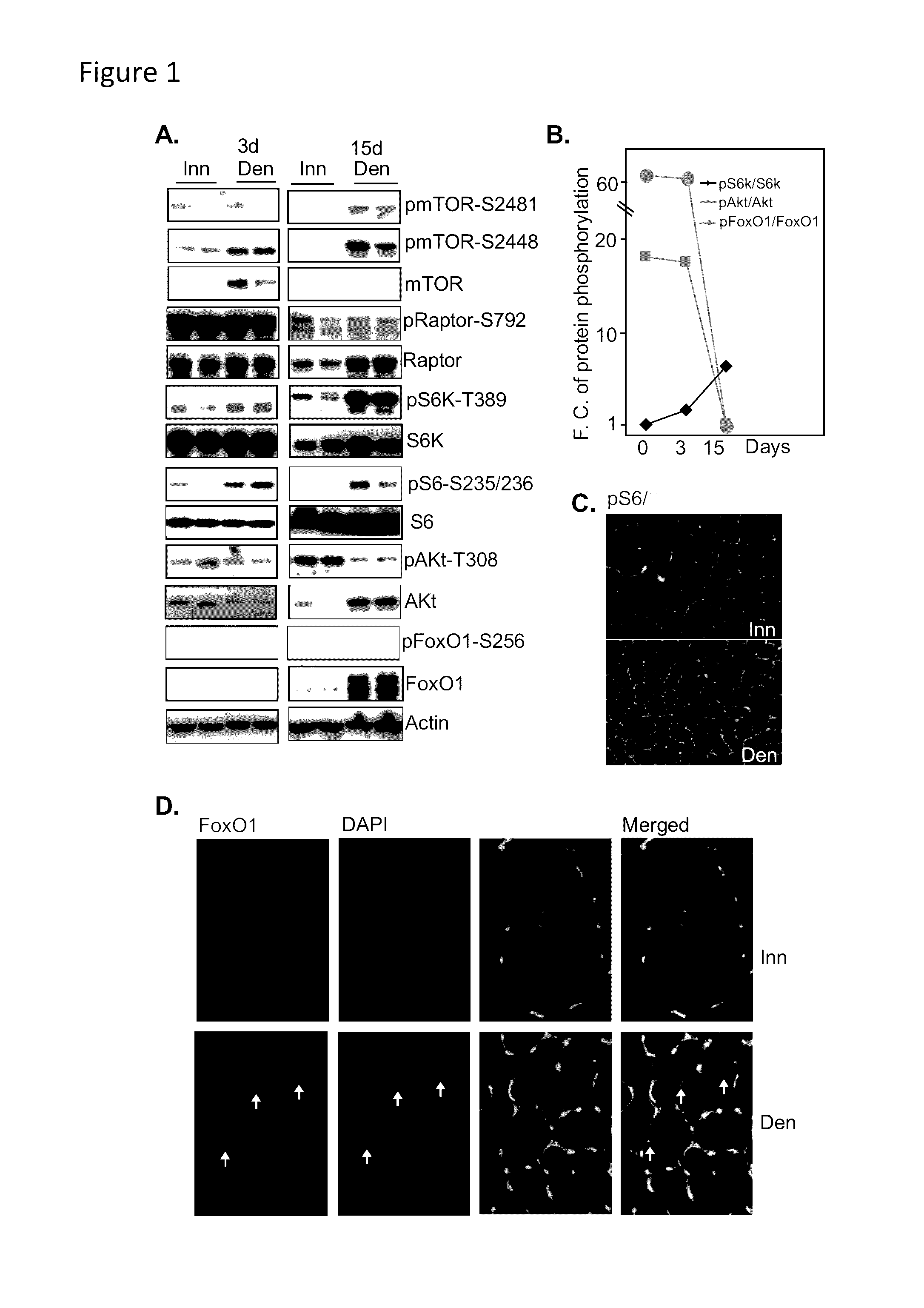 Methods for treating denervation-induced muscle atrophy