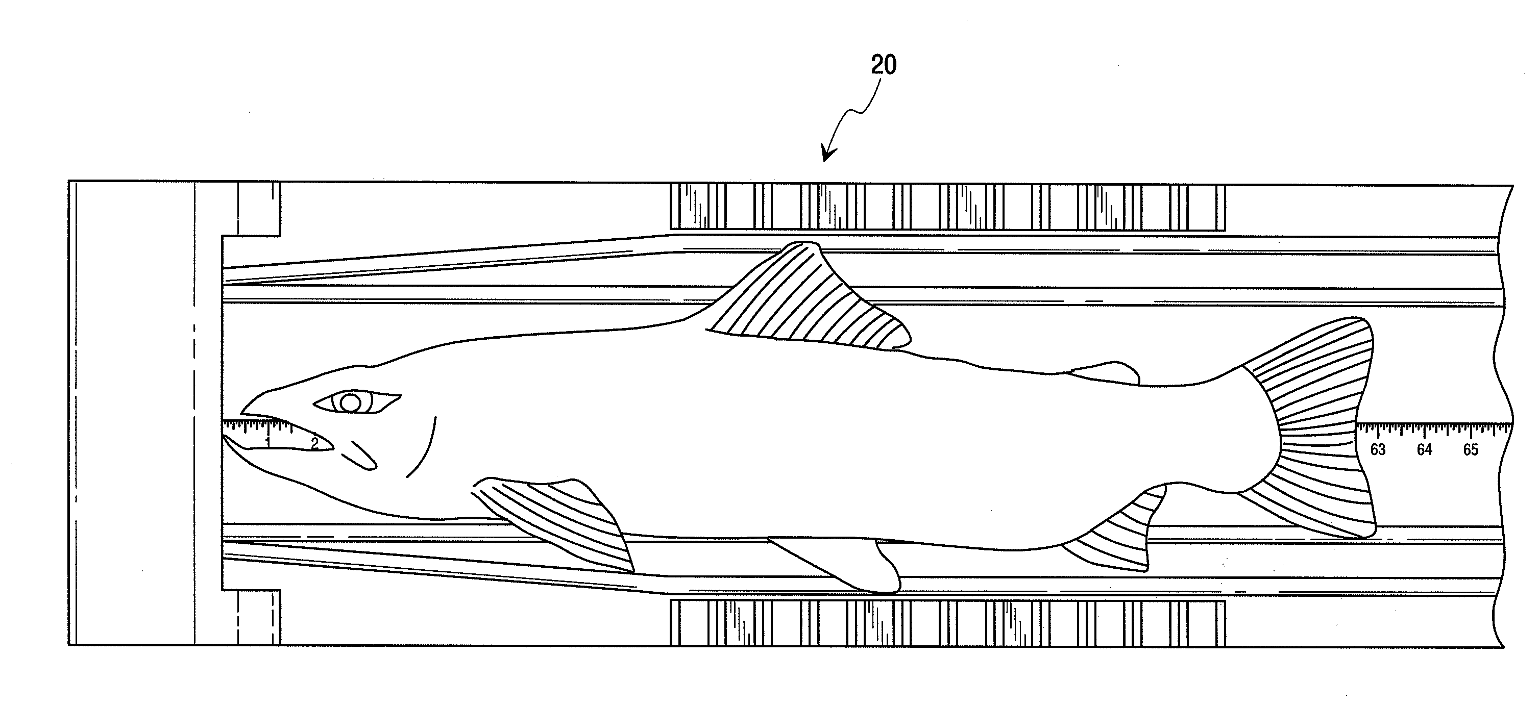 Fish measurement device