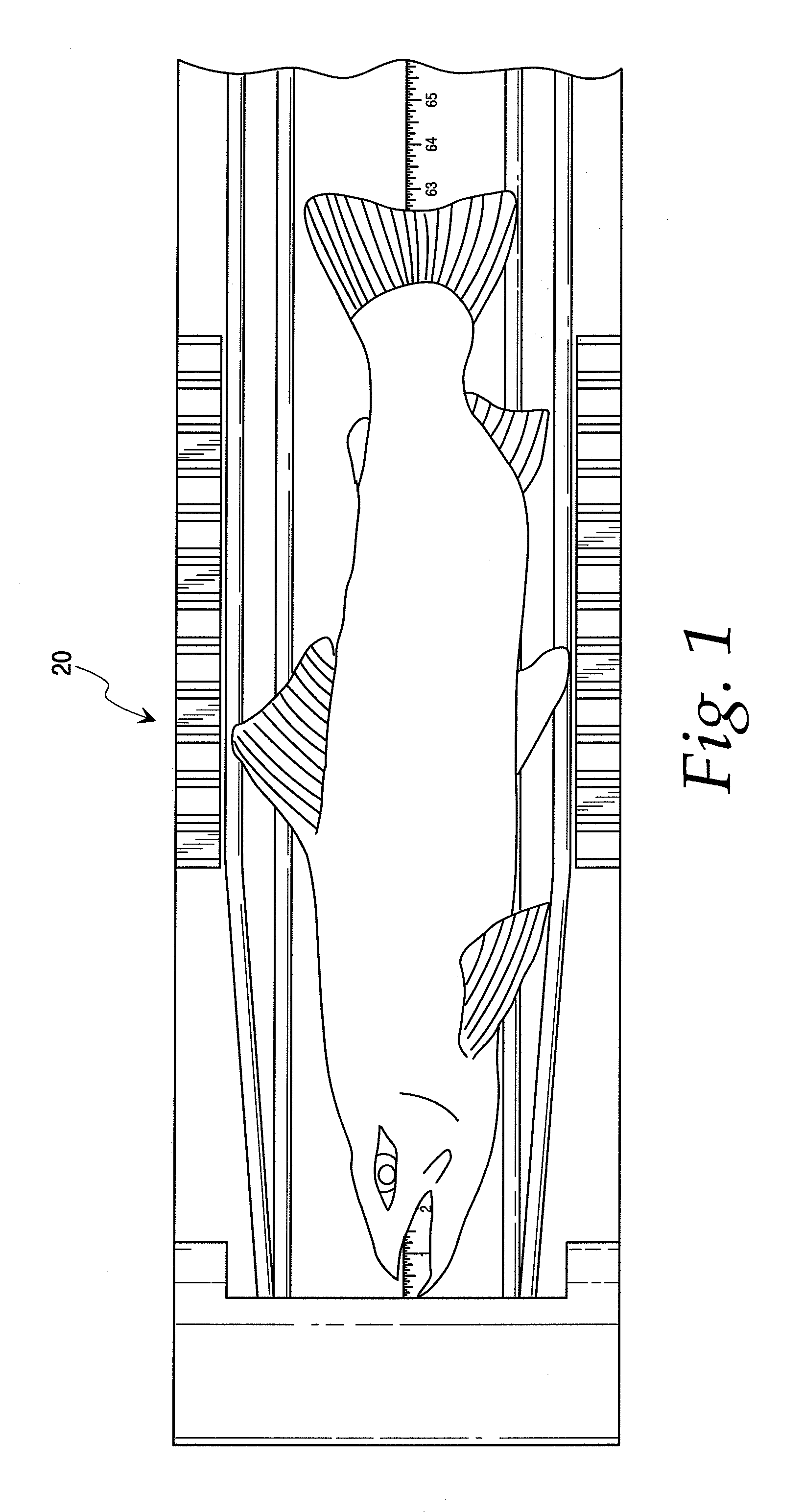 Fish measurement device