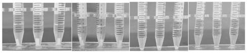 Nerve graft conduit based on chitosan and preparation method thereof