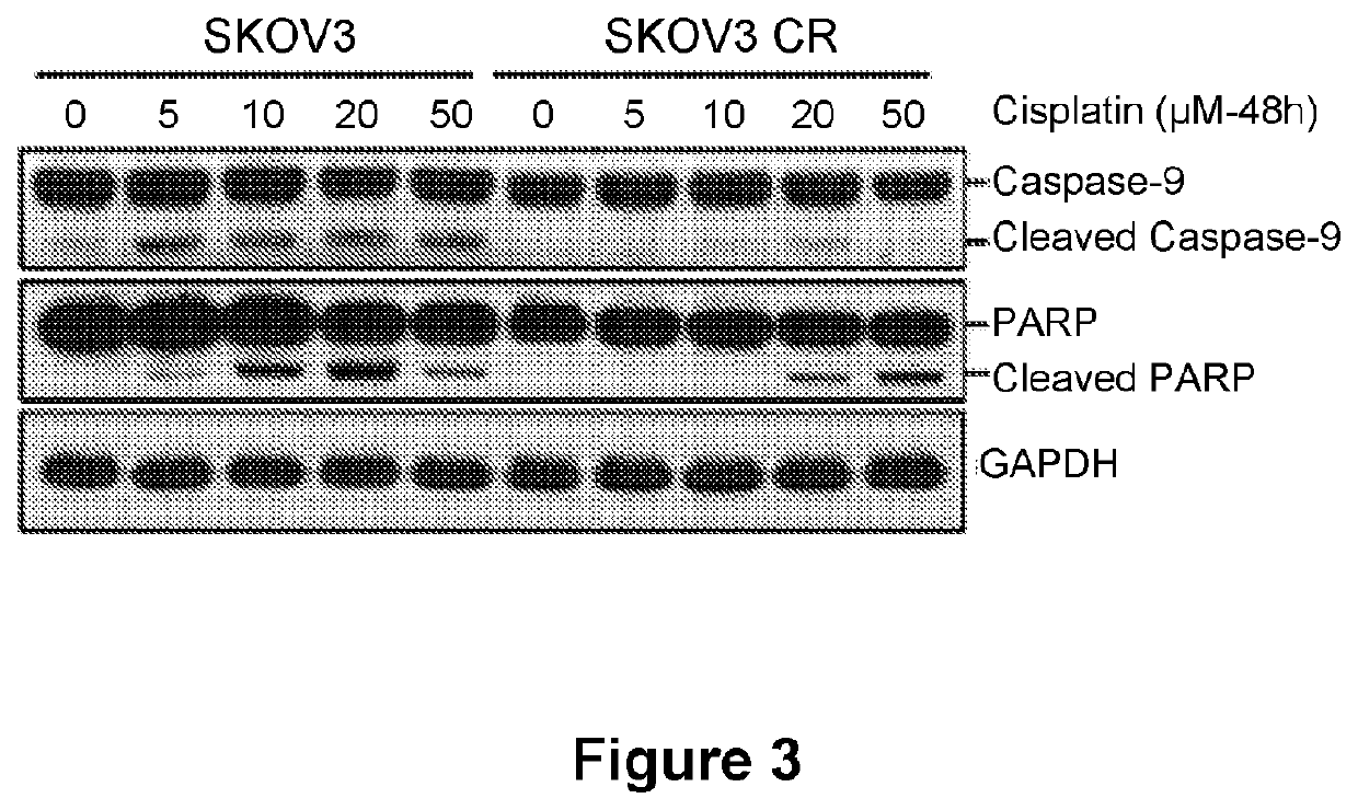 Combination Therapy for Treating Cancer