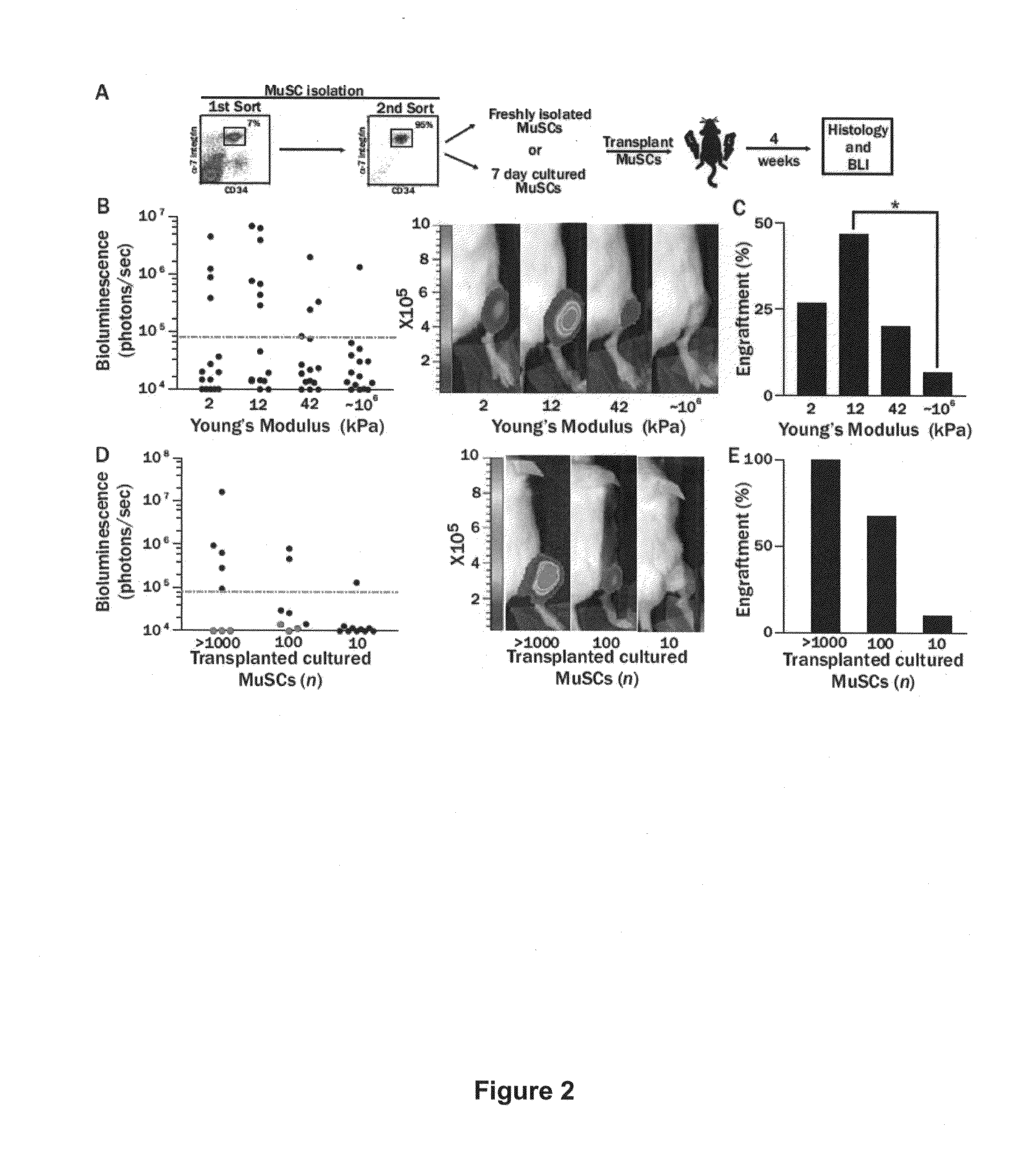 Elastic substrates and methods of use in cell manipulation and culture