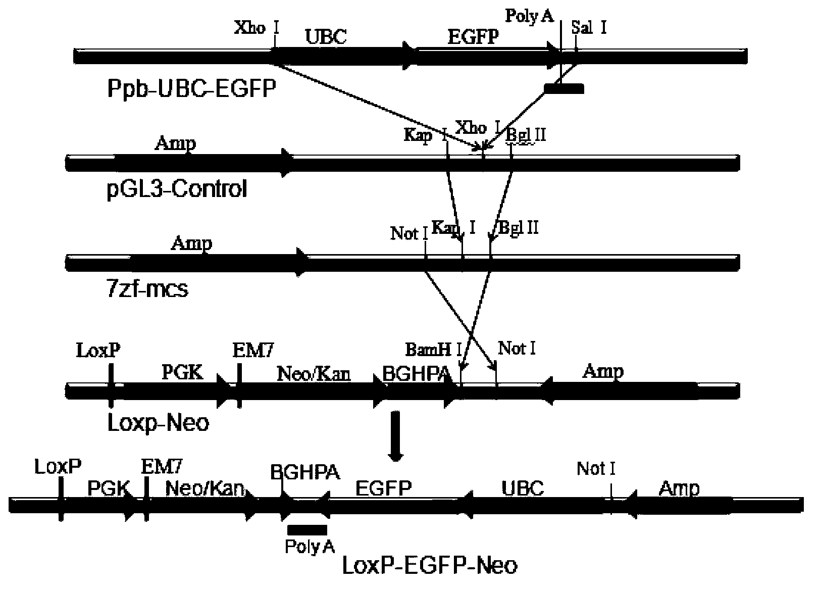 Method for improving cell transfection efficiency through utilization of bacterial artificial chromosome homologous recombination