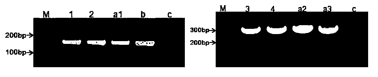 Method for improving cell transfection efficiency through utilization of bacterial artificial chromosome homologous recombination