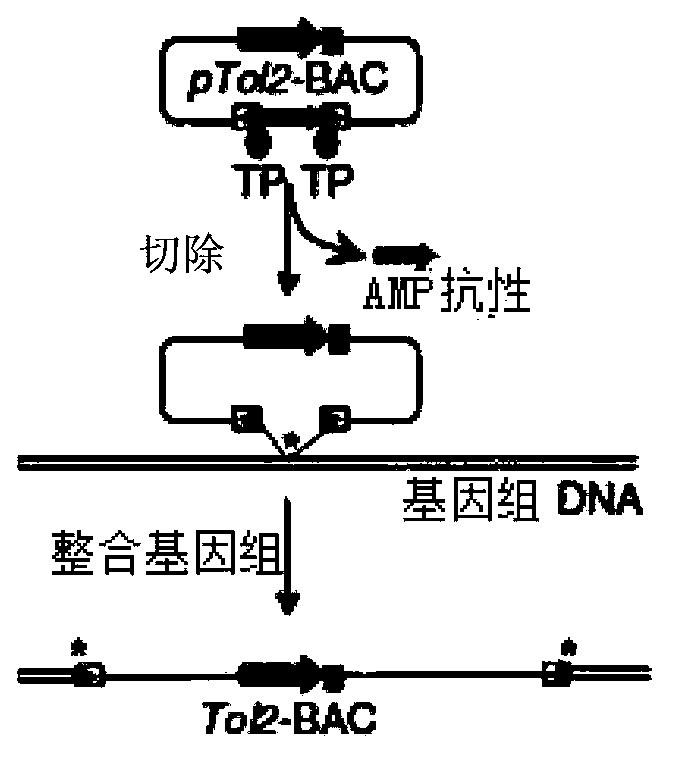 Method for improving cell transfection efficiency through utilization of bacterial artificial chromosome homologous recombination