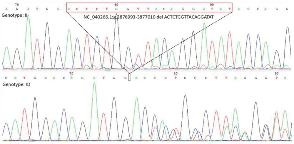 Detection method for insertion/deletion polymorphism of sheep PDGFD gene, kit and application