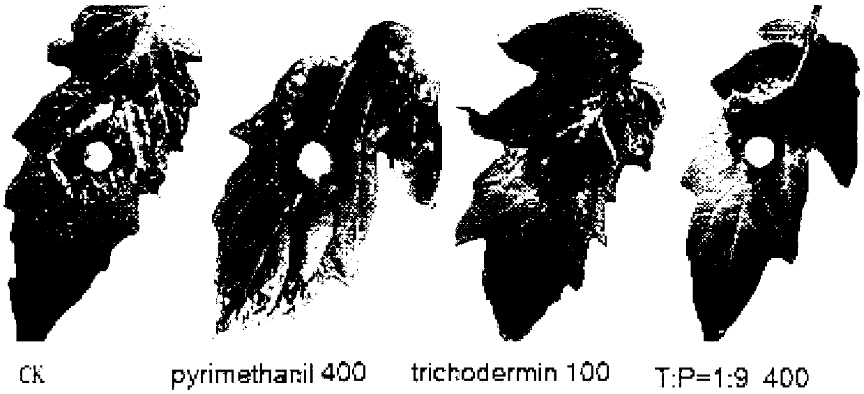 Pyrimethanil-containing bactericide composition