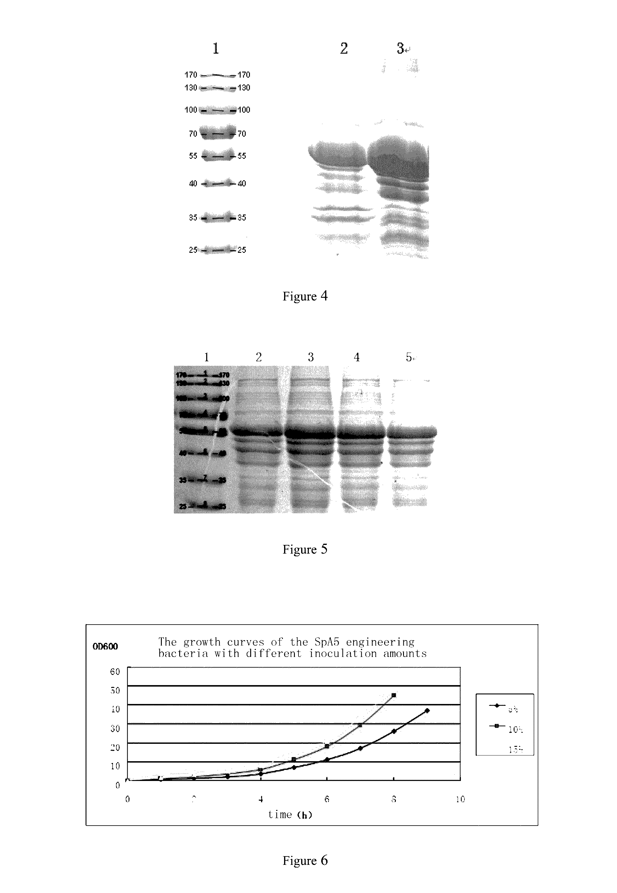 Staphylococcus aureus spa5 mutant, composition comprising mutant and preparation method and use thereof