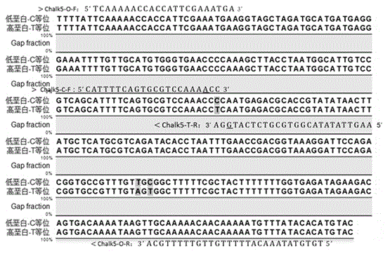 Molecular marker for identifying genotype of rice chalkiness major effect gene and application of molecular marker