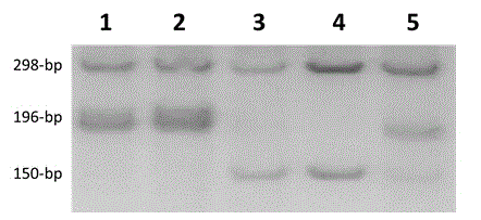 Molecular marker for identifying genotype of rice chalkiness major effect gene and application of molecular marker